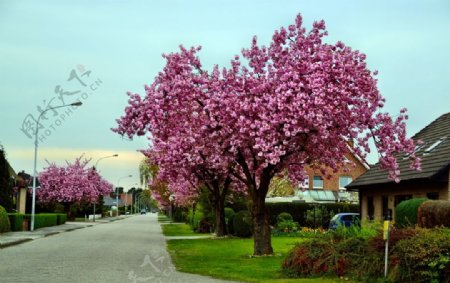 浪漫的樱花树