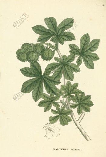 欧式美式手绘植物插画