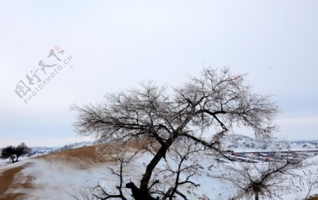 雪中大树