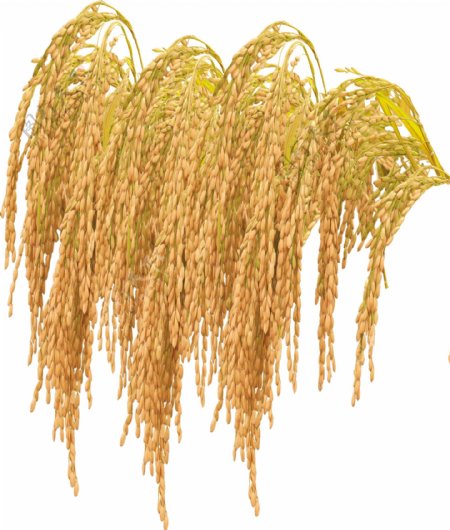 麦穗稻谷