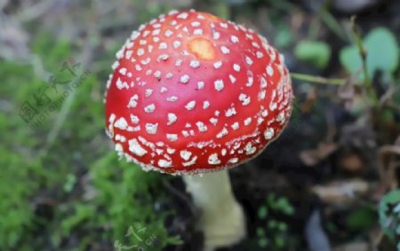 红色蘑菇朵