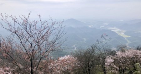 大山里的樱花