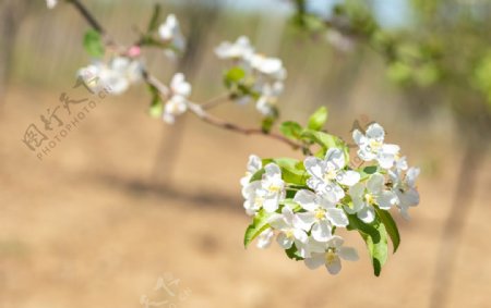 苹果花