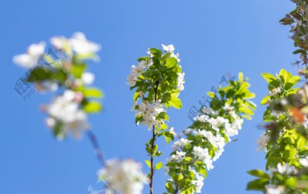 苹果花