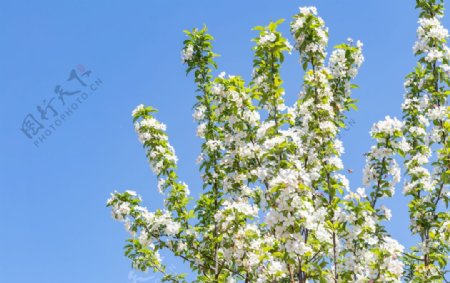 苹果花