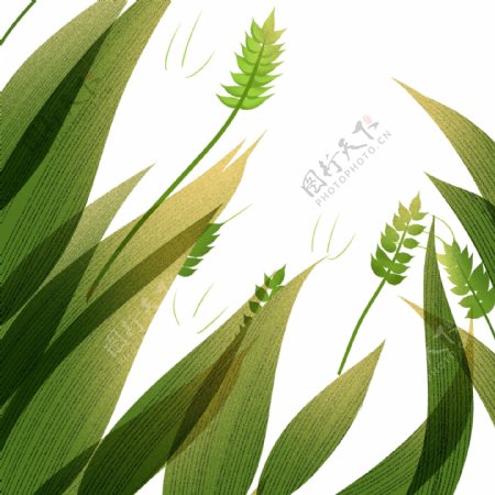 植物草丛装饰插画