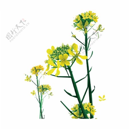 黄绿香花装饰元素