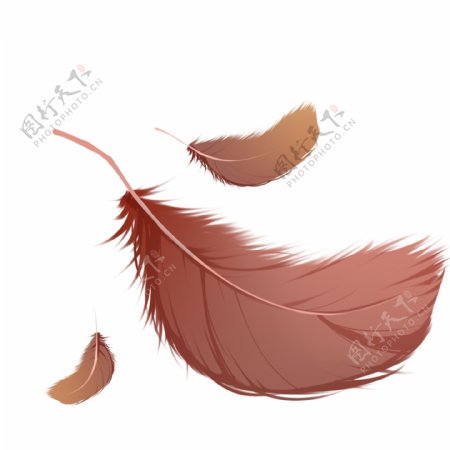 棕色动物羽毛