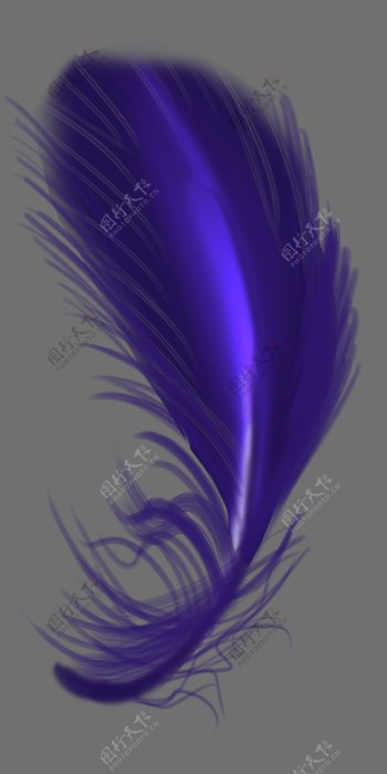 紫色弯曲羽毛