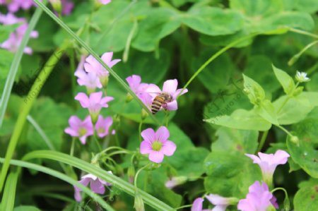 在三叶草花上采蜜的蜜蜂侧面特细