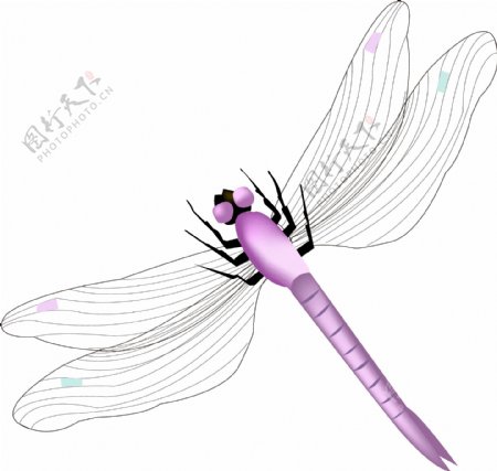 夏天紫色飞行蜻蜓