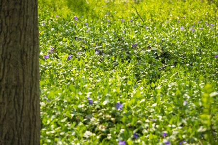 春天绿色草地花朵摄影