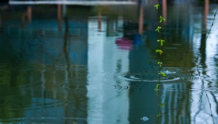 雨中的小池塘涟漪摄影图