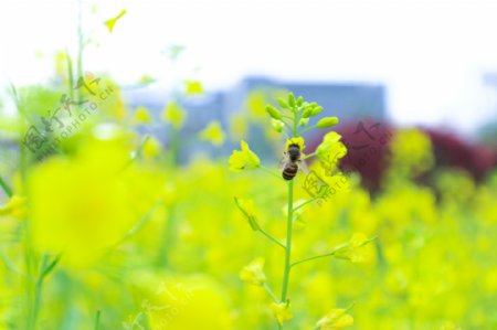 蜜蜂油菜花摄影图