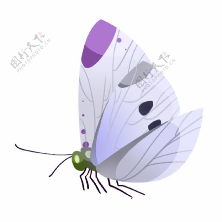 白色的昆虫蝴蝶插画