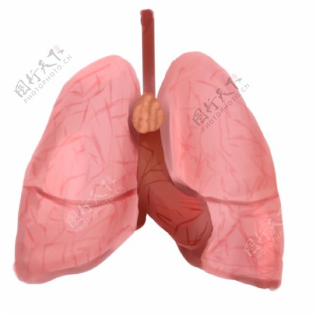 人体器官肺脏插画