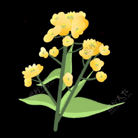 一只油菜花设计插图