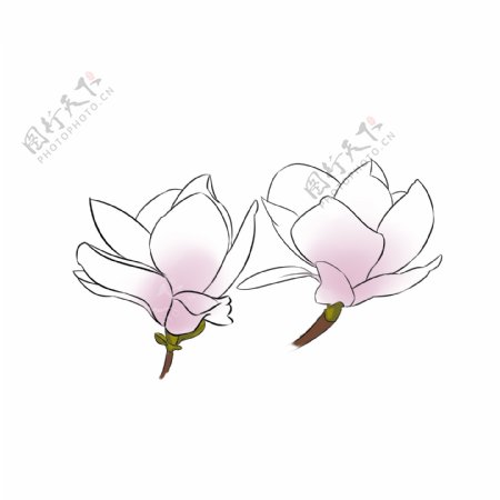 两朵漂亮的玉兰花