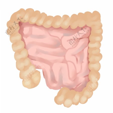 人体器官肠胃插画