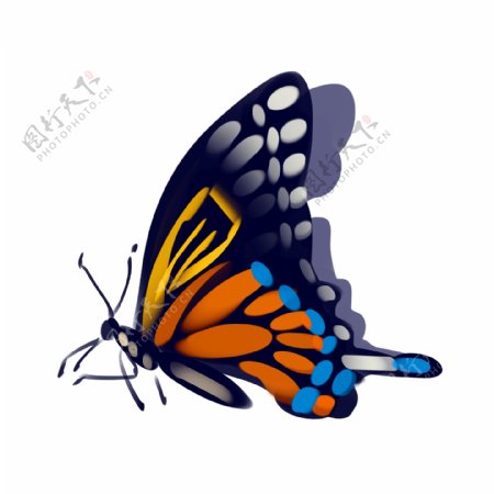 飞舞的蝴蝶装饰插画