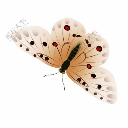 漂亮的蝴蝶装饰插画
