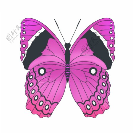 一只彩色蝴蝶插图