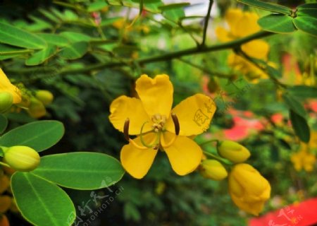 黄色花朵绿色植物摄影作品