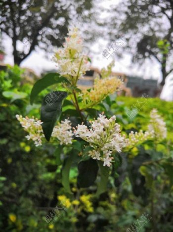 七里香白色花朵摄影作品