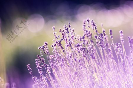 紫色花植物细节