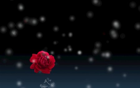 夜空玫瑰