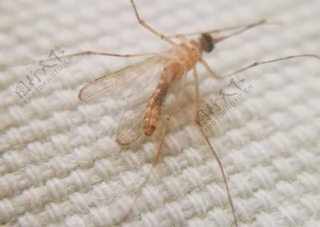 微焦摄影昆虫之蚊子