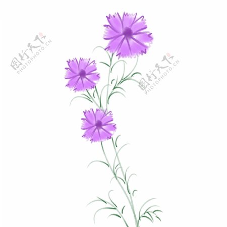 紫色花朵格桑花