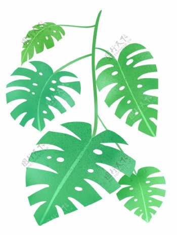热带植物绿植