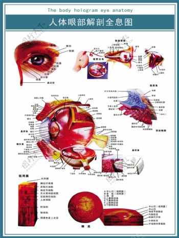 人体眼球解析图