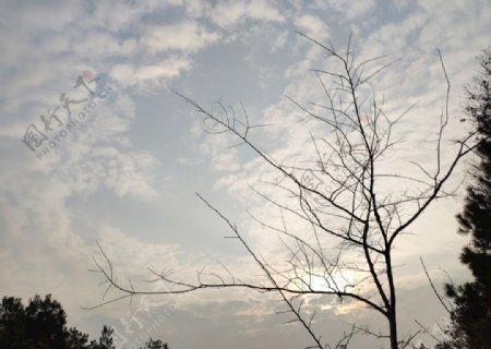 天空树