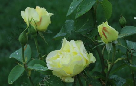 雨露月季花