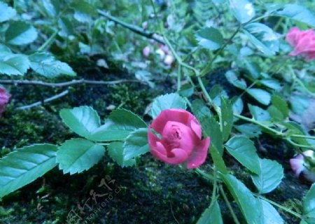 粉团蔷薇