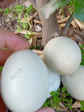 昭化绿壳土鸡蛋