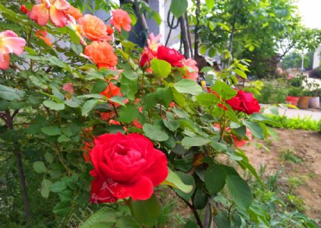 红艳艳的花朵