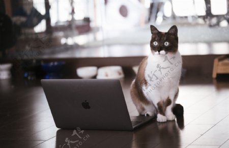 电脑前的猫