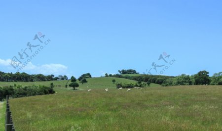 新西兰农场田园风景