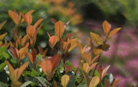 植物叶子