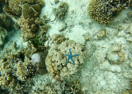 珊瑚海星