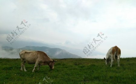 高山牛白云