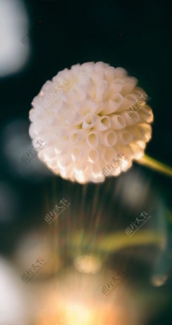 白色绒球花