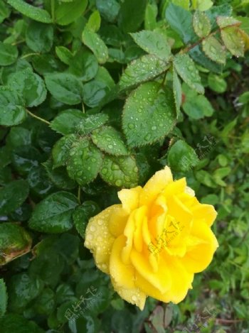 下雨后玫瑰花