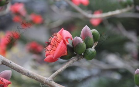 木棉花