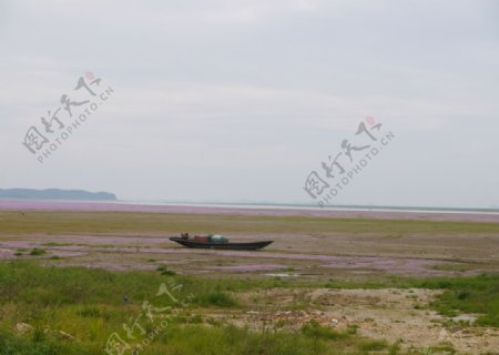 鄱阳湖畔花海渔船