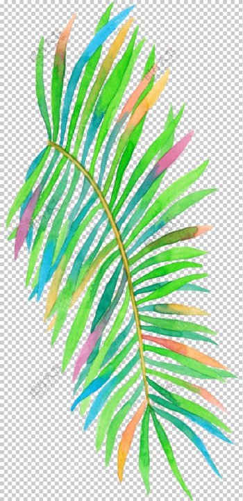 热带水彩植物插画树叶