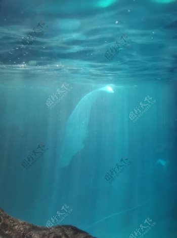 白鲸海底世界